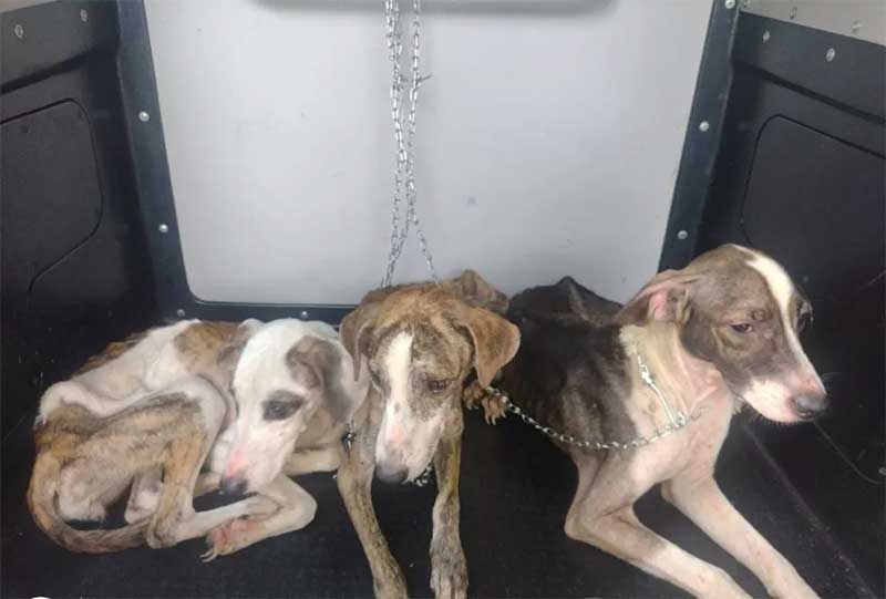 Três cães em situação de maus-tratos são resgatados após serem flagrados comendo as próprias fezes, no Ceará