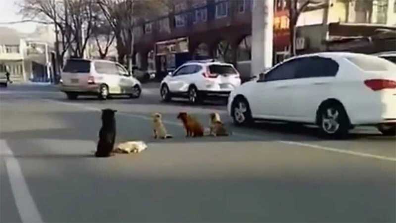 Cachorros param no meio de trânsito movimentado para proteger amigo atropelado