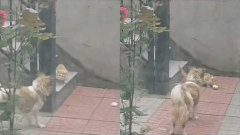 Cachorro solidário leva pãozinho para gato de rua faminto