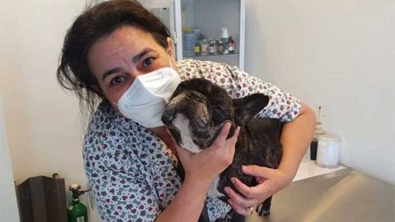 Justiça salva cão com leishmaniose de “eutanásia”: “Direito à vida”
