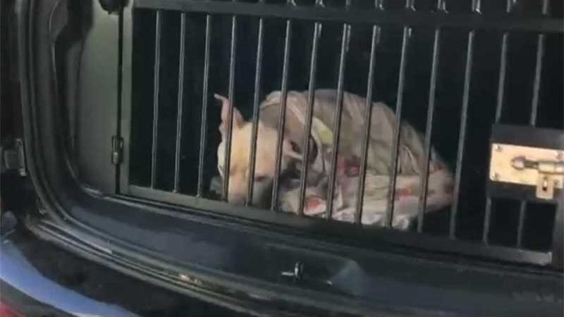 Pit bull é resgatado com ferimentos e larvas em Sobradinho, DF; VÍDEO