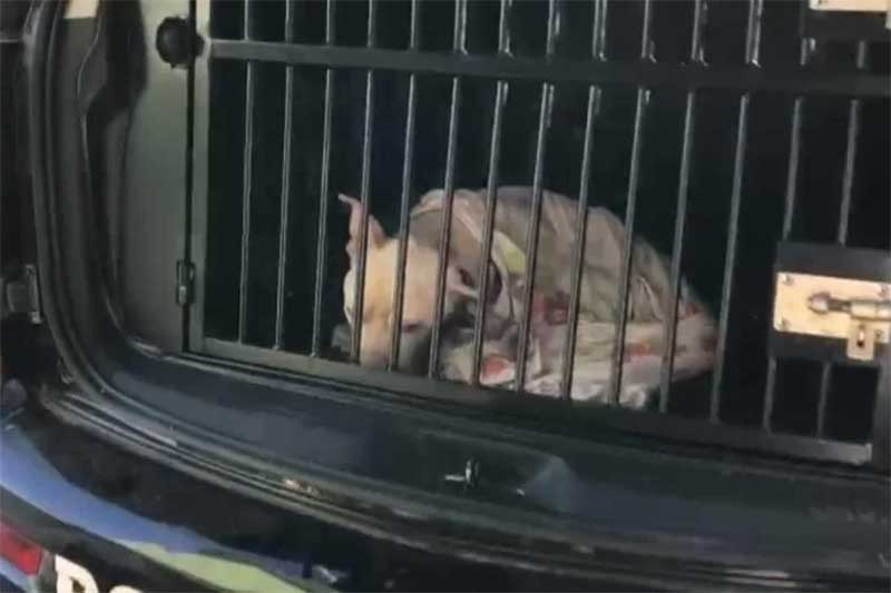 Pit bull é resgatado com ferimentos e larvas em Sobradinho, DF; VÍDEO