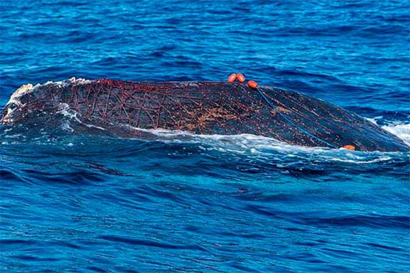 O impressionante resgate de uma baleia de 12 metros enrolada em rede de pesca