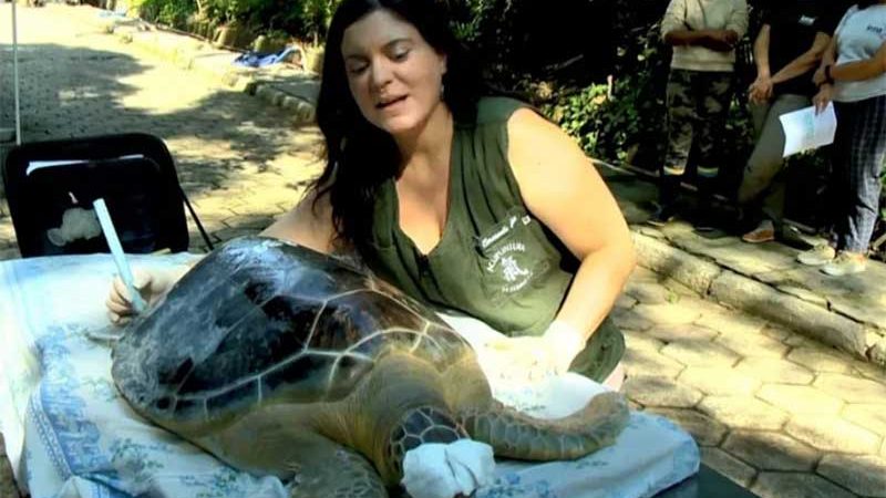 Tartaruga marinha faz acupuntura para voltar a mergulhar — Foto: Reprodução/TV Gazeta