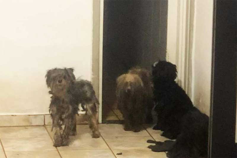 Maus-tratos a animais: sete cães são encontrados abandonados dentro de casa em Vila Velha, ES