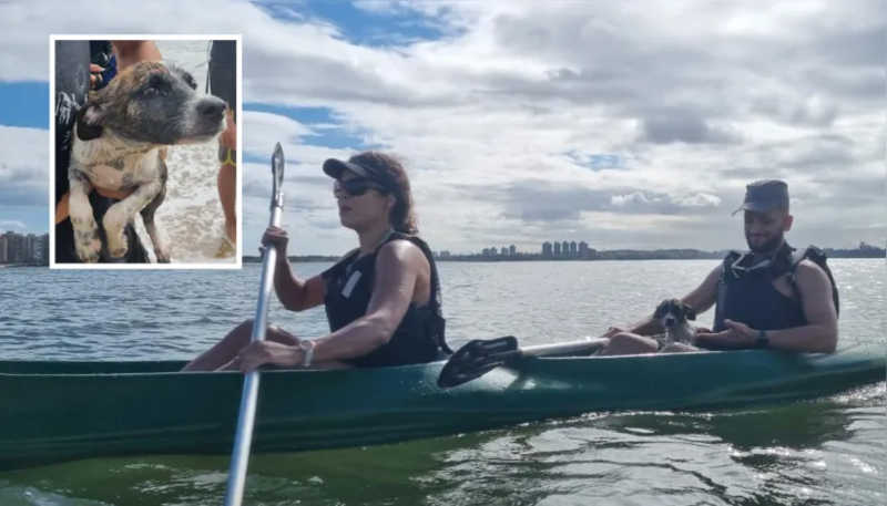 Cachorro é resgatado ferido e nadando sozinho no mar de Vitória, ES