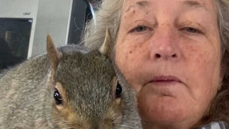 Mulher abrigou um esquilo. Ela o achou em seu jardim esperando soltá-lo por fim, mas o esquilo decidiu ficar com ela.