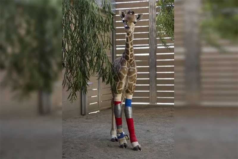 Girafa bebê consegue andar graças a órteses feitas por equipe de zoo