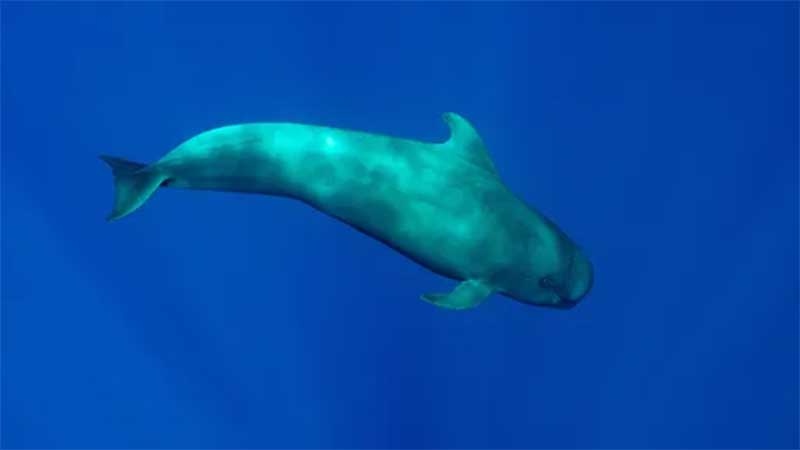 Misteriosa “baleia-golfinho” surge morta e ninguém sabe o que houve