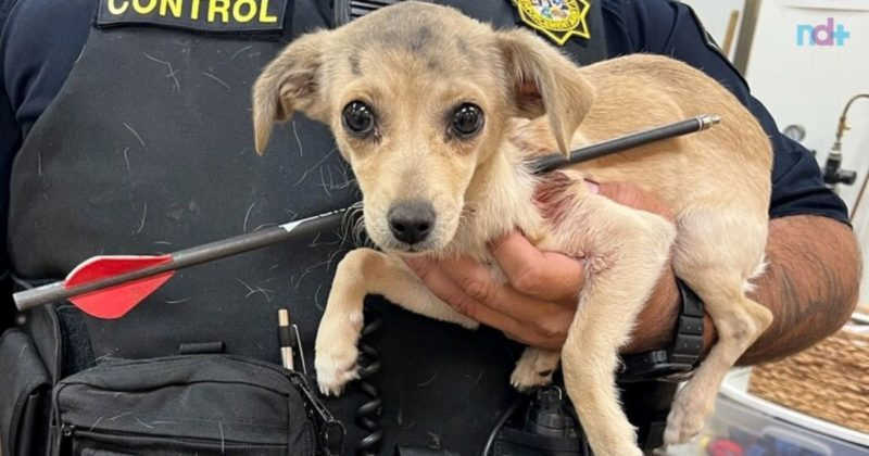 Chihuahua de apenas quatro meses sobrevive a flecha atravessada no pescoço