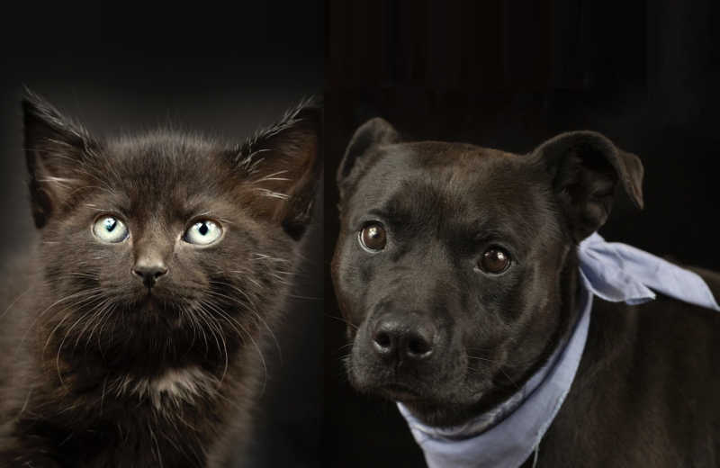 Chega de preconceito! Projeto ajuda animais de pelo preto a serem adotados em abrigos