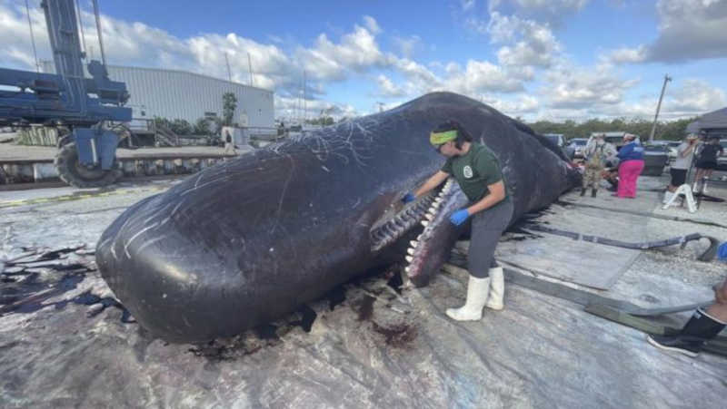 Baleia encontrada morta em Key West (EUA) tinha lixo no estômago