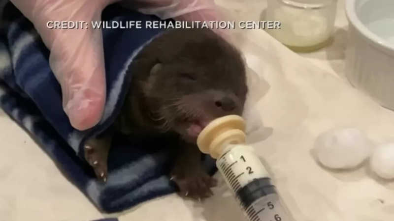 O filhotinho de lontra resgatado está recebendo cuidados médicos e passa bem — Foto: Reprodução CBS