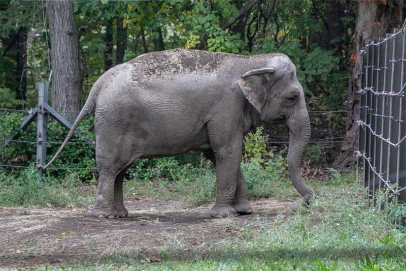 Tribunal delibera sobre habeas corpus para a elefanta Happy, que vive há 45 anos num zoo dos EUA