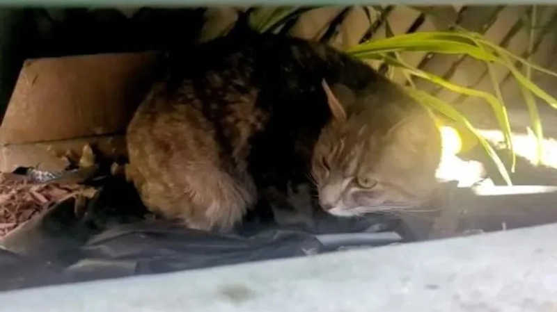 Mãe gato mantém filhotes protegidos da chuva até ser resgatada