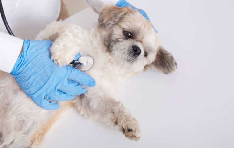 Veterinário é preso por abusar de pets tratados em seu hospital