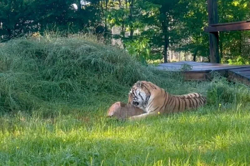 Veja como está o tigre que era criado como animal de estimação; VÍDEO