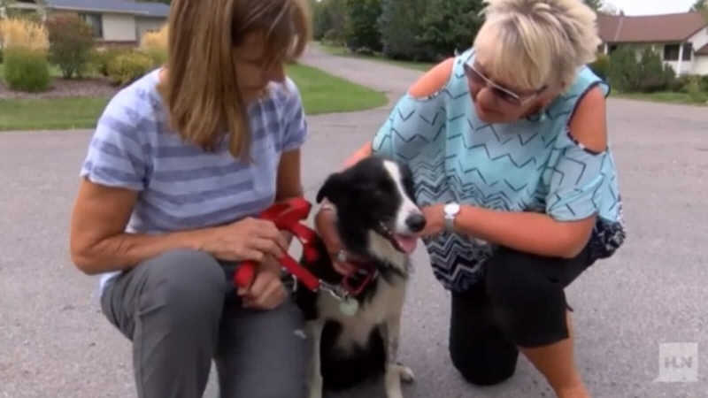 Mulher se demite do emprego para procurar cachorro desaparecido – e o encontra