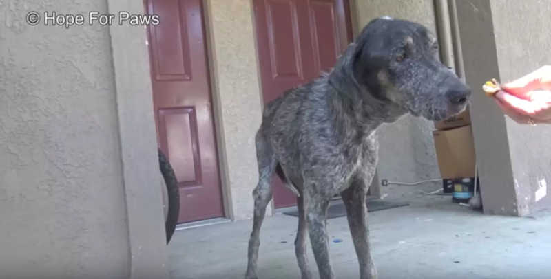 Cachorro que tutores pensaram ter morrido é encontrado 2 anos depois em montanha