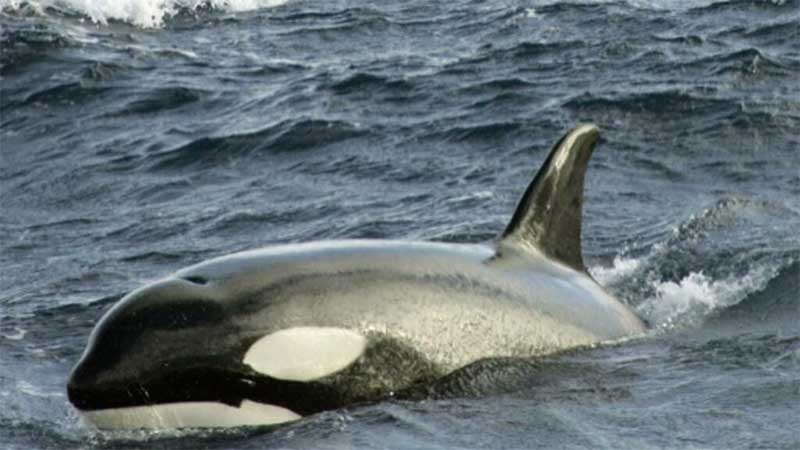 Franceses temem pela saúde de baleia perdida que sobe o rio Sena