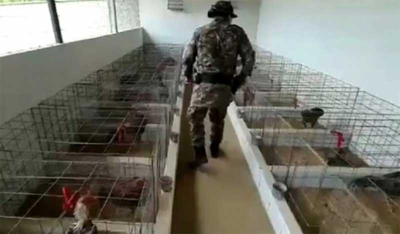 PM prende suspeito e resgata 29 aves usadas para rinhas de galo, em Aparecida de Goiânia, GO