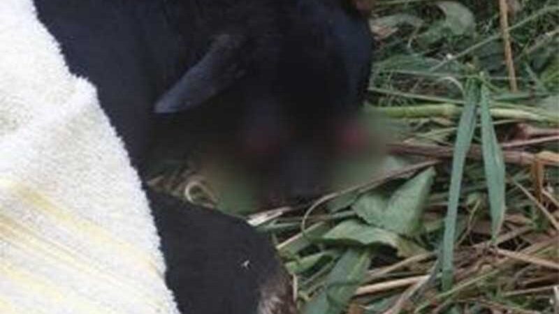 Casal joga cão ferido em córrego de Goiânia (GO) após veterinário negar eutanásia; veja vídeo