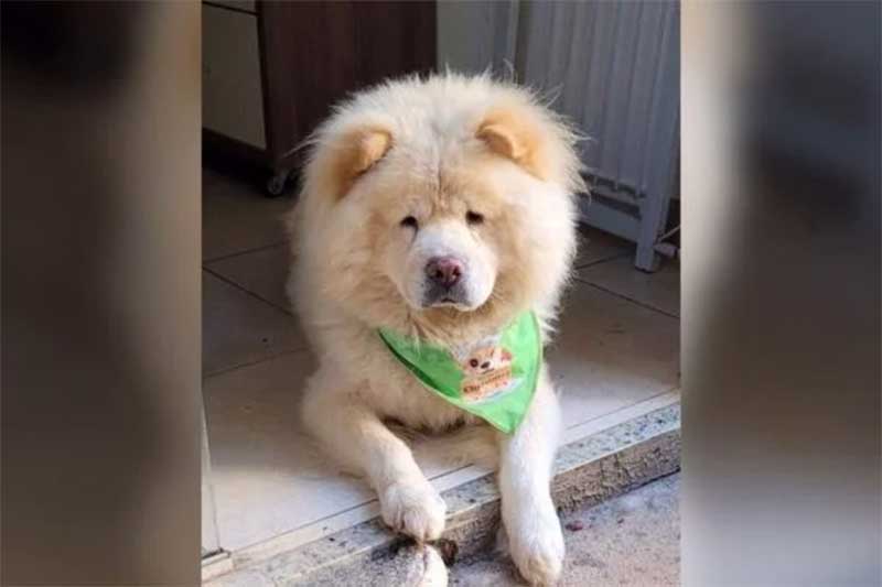 Mulher encontra cão envenenado no jardim privativo de casa em Goiânia, GO