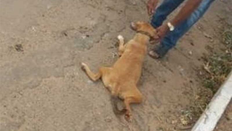 Polícia indicia idoso que arrastou cadela amarrada na moto, em Minaçu, GO