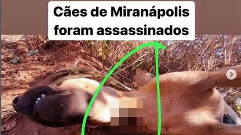 ONG denuncia assassinato de cães a tiros no interior de Goiás