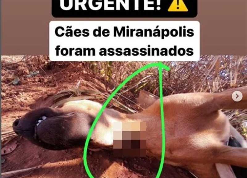 ONG denuncia assassinato de cães a tiros no interior de Goiás
