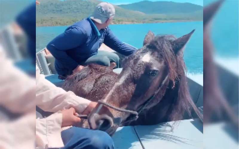 Operação resgata quase 40 cavalos que estavam ilhados no Lago Serra da Mesa, em Niquelândia, GO