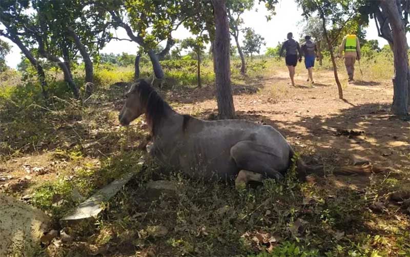 Operação resgata quase 40 cavalos que estavam ilhados, em Goiás — Foto: Reprodução/CBMGO