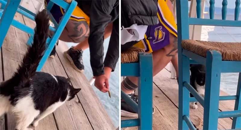 Homem chuta gato para o mar na Grécia, é preso e pode enfrentar 10 anos de prisão! VÍDEO