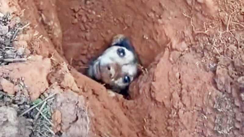 Cachorrinho é resgatado depois de mais de 50 horas soterrado