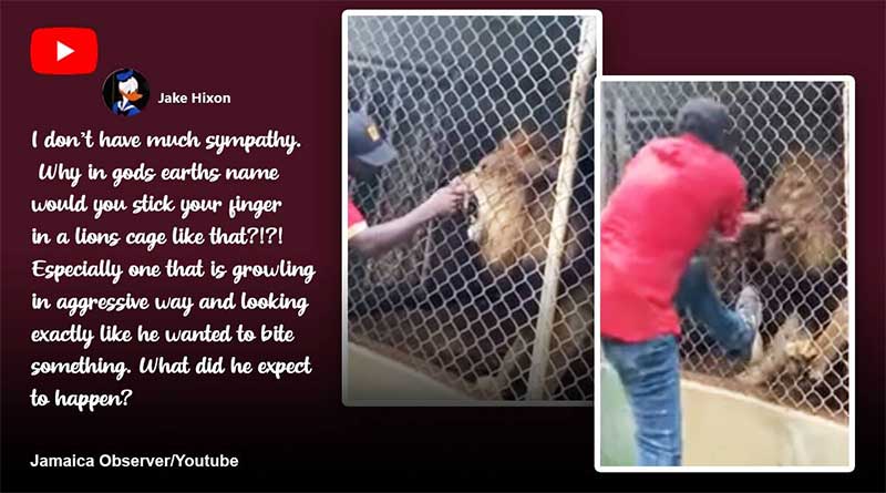 Homem provoca leão e tem dedo arrancado em zoológico da Jamaica