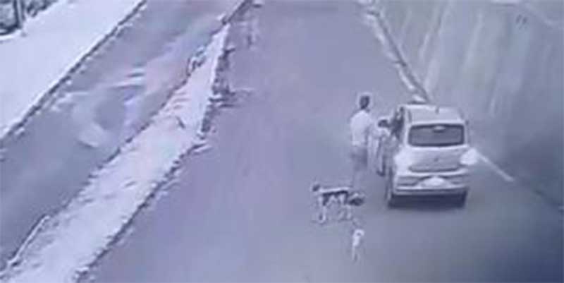 Homem abandona cachorros em rua de Caeté (MG) e câmera de segurança registra momento do crime