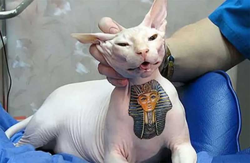 Projeto de lei que proíbe tatuagem em animais é aprovado na Câmara Municipal de Belo Horizonte, MG