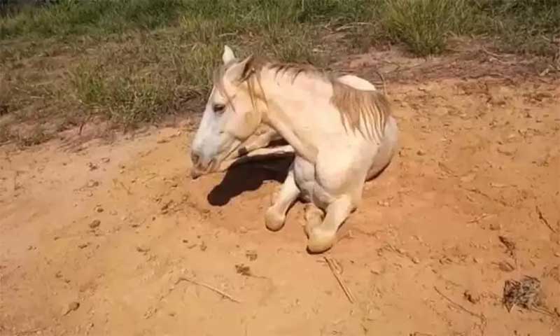 Vítima de maus-tratos, cavalo abandonado morre em Caeté, MG
