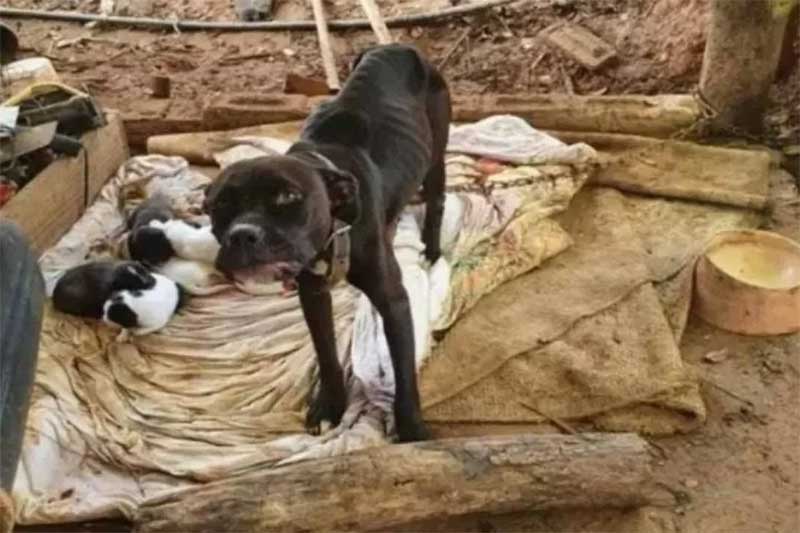 Ossos à mostra: homem é preso suspeito de deixar 13 cães sem comida em Itajubá, MG