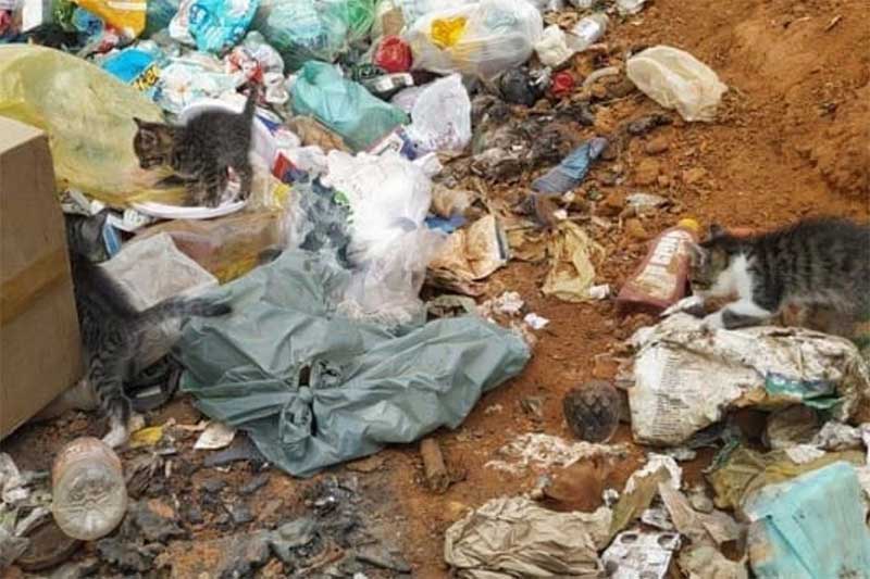 Gatinhos são abandonados no lixo próximo ao asfalto que liga Nova Resende a Conceição da Aparecida, MG