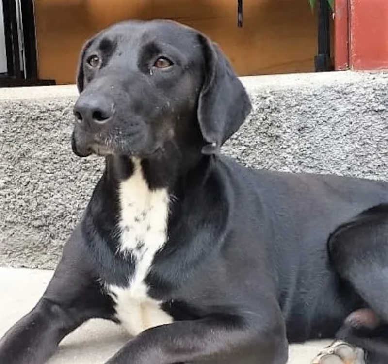 Cão comunitário do bairro São Cristóvão em Ouro Preto (MG) está desaparecido