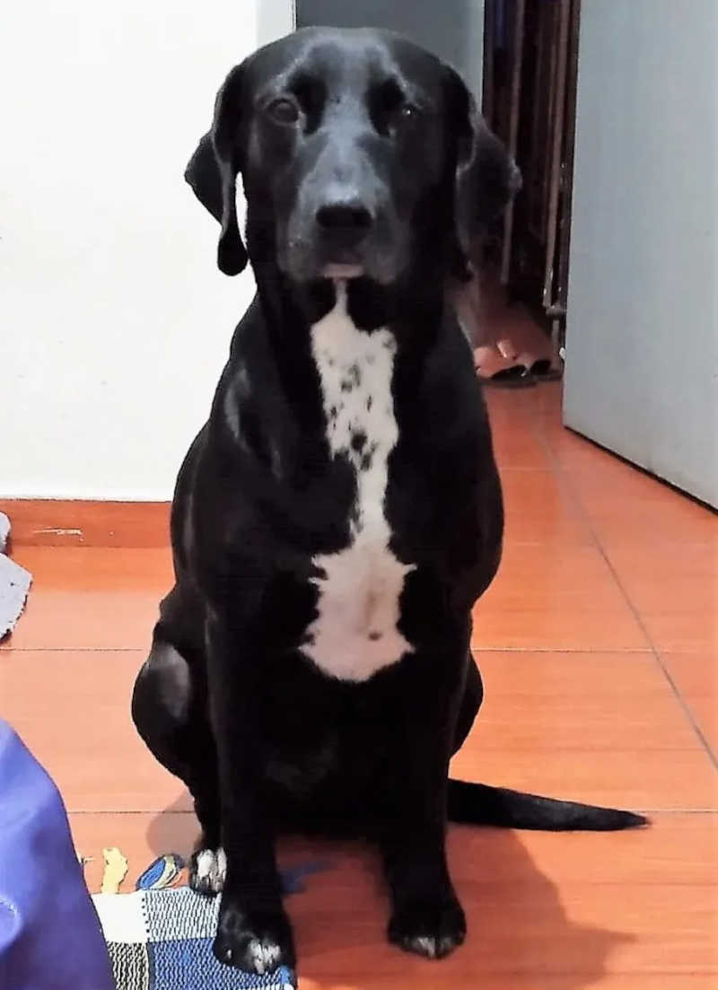 Cão comunitário do bairro São Cristóvão em Ouro Preto está desaparecido