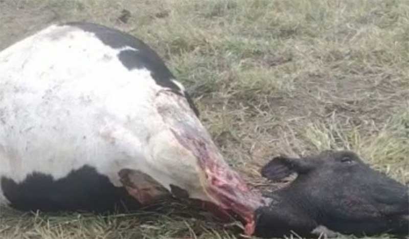 Vacas são esquartejadas e assassinos roubam a carne em MG