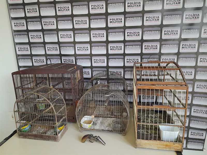 Pássaros silvestres mantidos em cativeiro são resgatados pela PM em Santa Maria do Suaçuí, MG