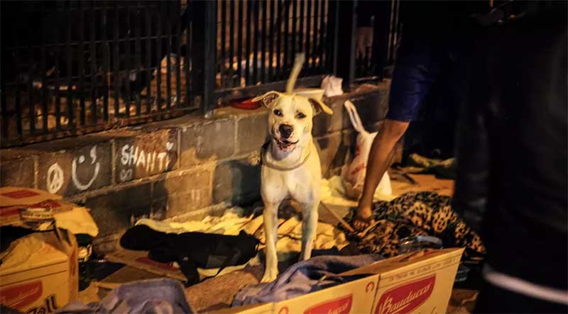 Pessoas em situação de rua podem levar animais de estimação para dois abrigos em Uberaba, MG