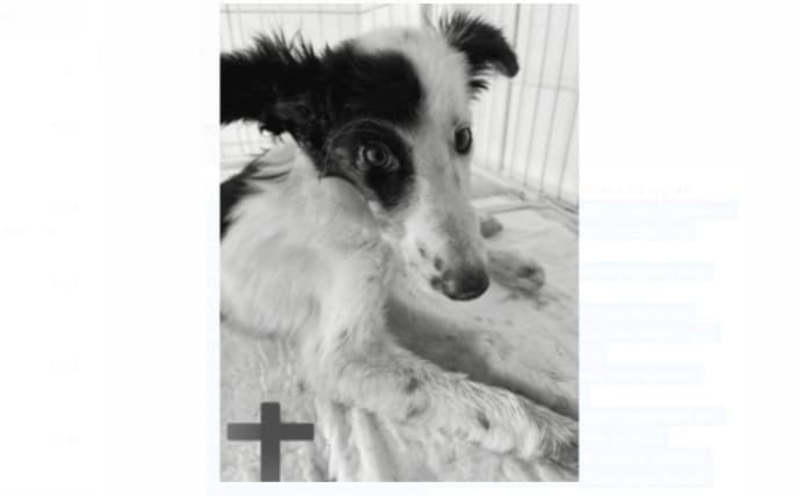 Cachorra que sofreu maus-tratos morre em clínica veterinária em Cássia, MG