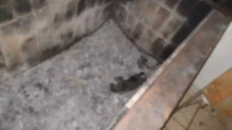 Gatos são queimados em churrasqueira e situação vira caso de polícia em Campo Grande, MS; só um filhote sobreviveu