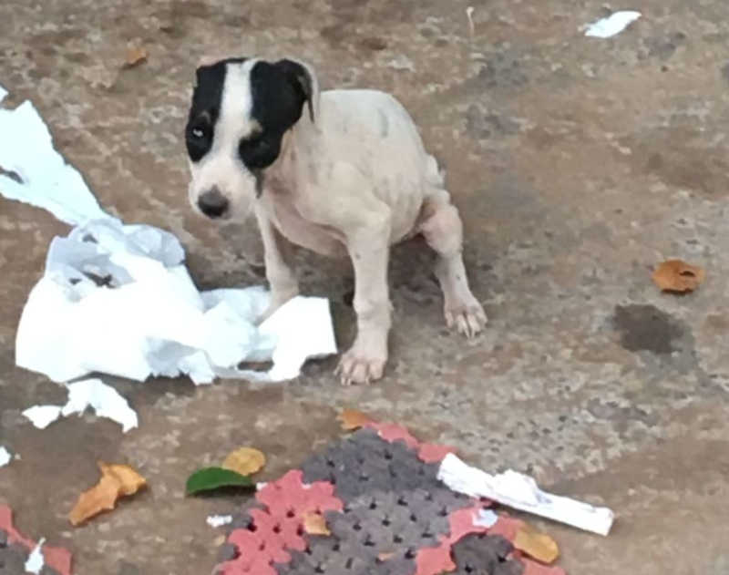 MAUS TRATOS – Polícia Militar resgata cães fechados sem comida é agua no Bairro Esperança. Um dos filhotes definhava
