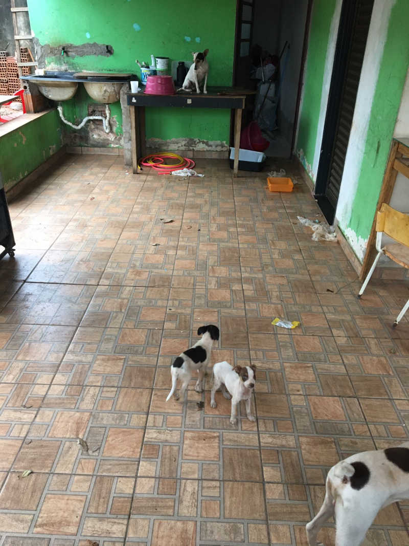MAUS TRATOS – Polícia Militar resgata cães fechados sem comida é agua no Bairro Esperança. Um dos filhotes definhava