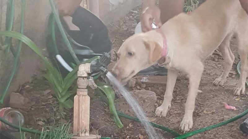 Policiais civis resgatam cadela deixada trancada em quarto nos fundos de terreno em Corumbá, MS